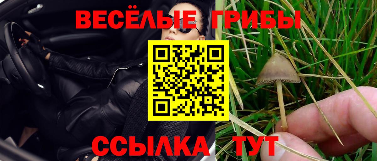 Полысаево  Псилоцибиновые грибы MAGIC MUSHROOMS  Псилоцибиновые грибы прущие грибы  Вход с VPN 